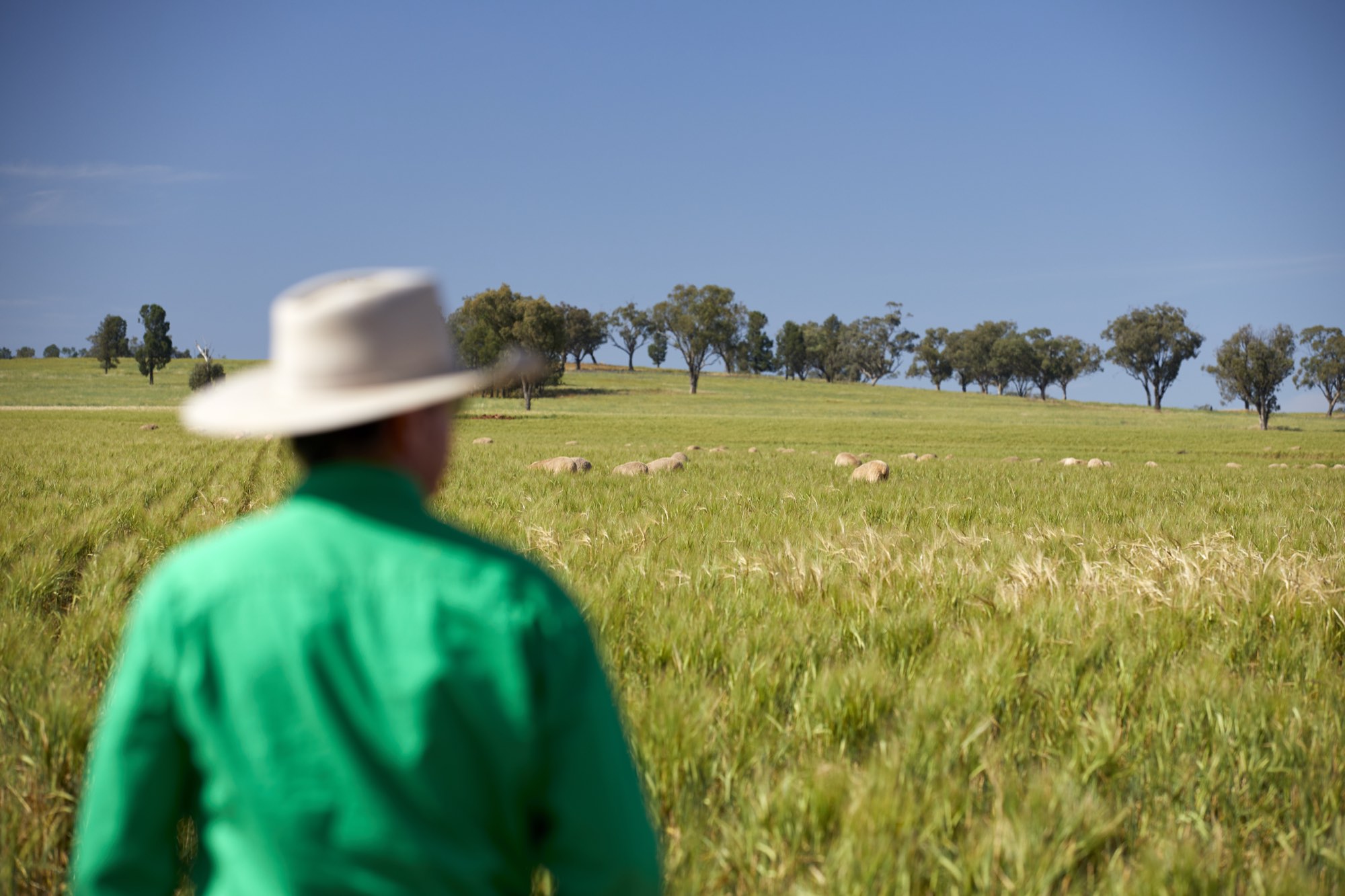 A sheep producer looking out over open pasture with grazing sheep